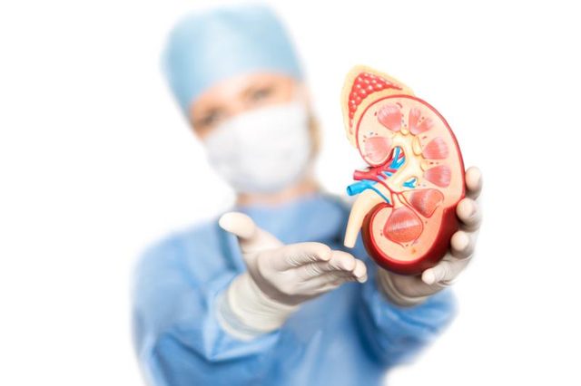 All Natural Kidney Health and Kidney Function Restoration guide