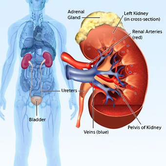 All Natural Kidney Health and Kidney Function Restoration guide prevents kidney failure