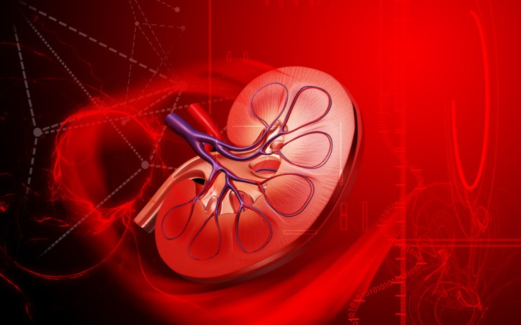 The All Natural Kidney Health And Kidney Function Restoration Program