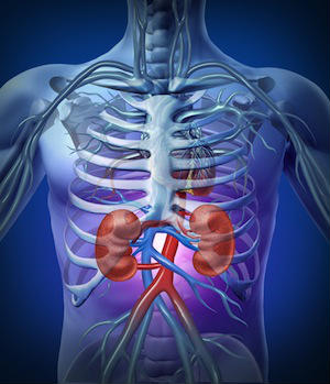 All Natural Kidney Health and Kidney Function Restoration guide restores your kidney health